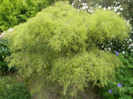 Betula pendula 'Trost's Dwarf'