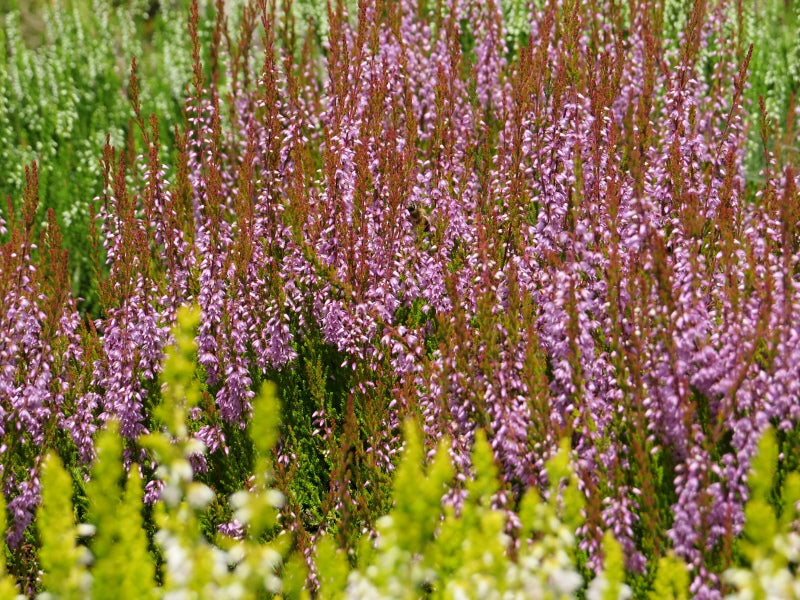 Calluna vulgaris 'Cuprea' – Bunchberry Nurseries