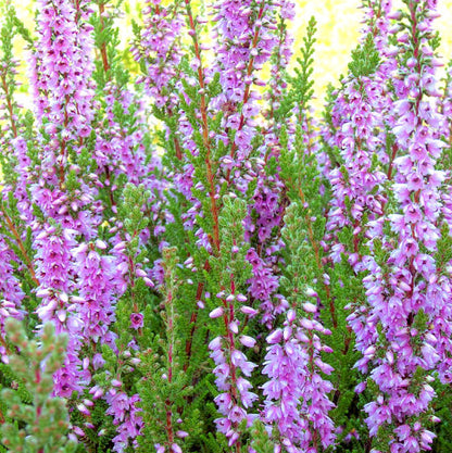 Calluna vulgaris 'Kerstin'