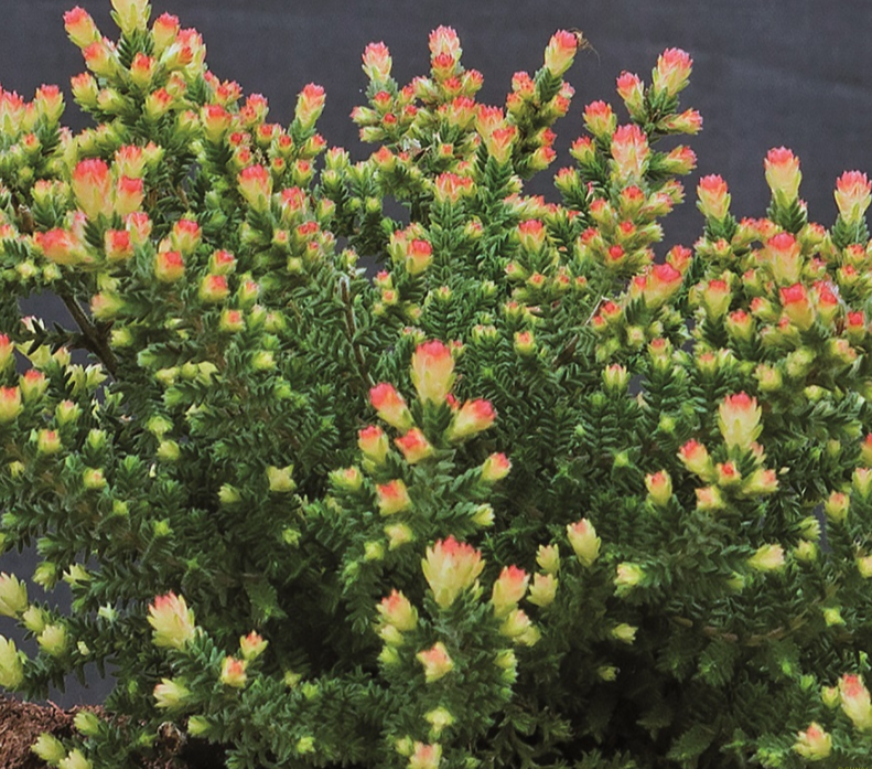 Calluna vulgaris 'Kerstin'