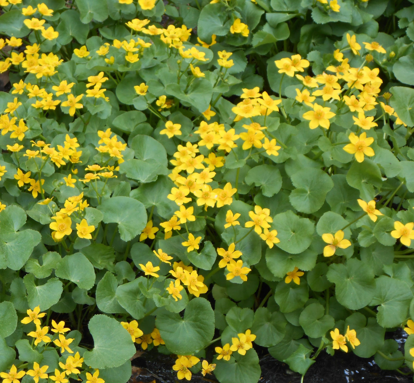 Caltha palustris