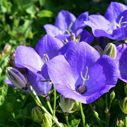 Campanula carpatica 'Blue Clips' – Bunchberry Nurseries