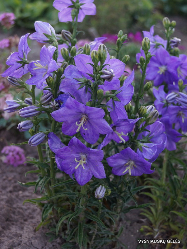 Campanula nitida