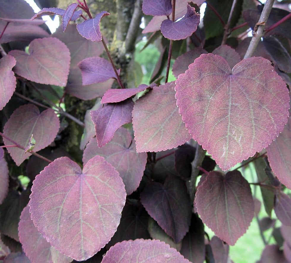 Cercidiphyllum japonicum 'Rotfuchs'