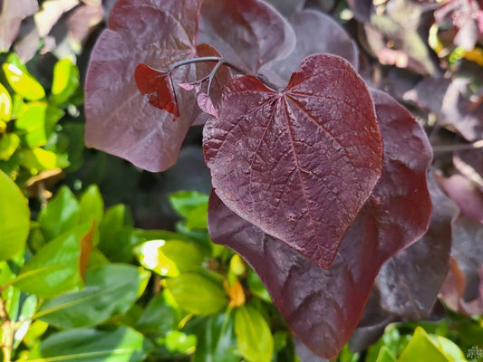 Cercis canadensis 'Black Pearl'