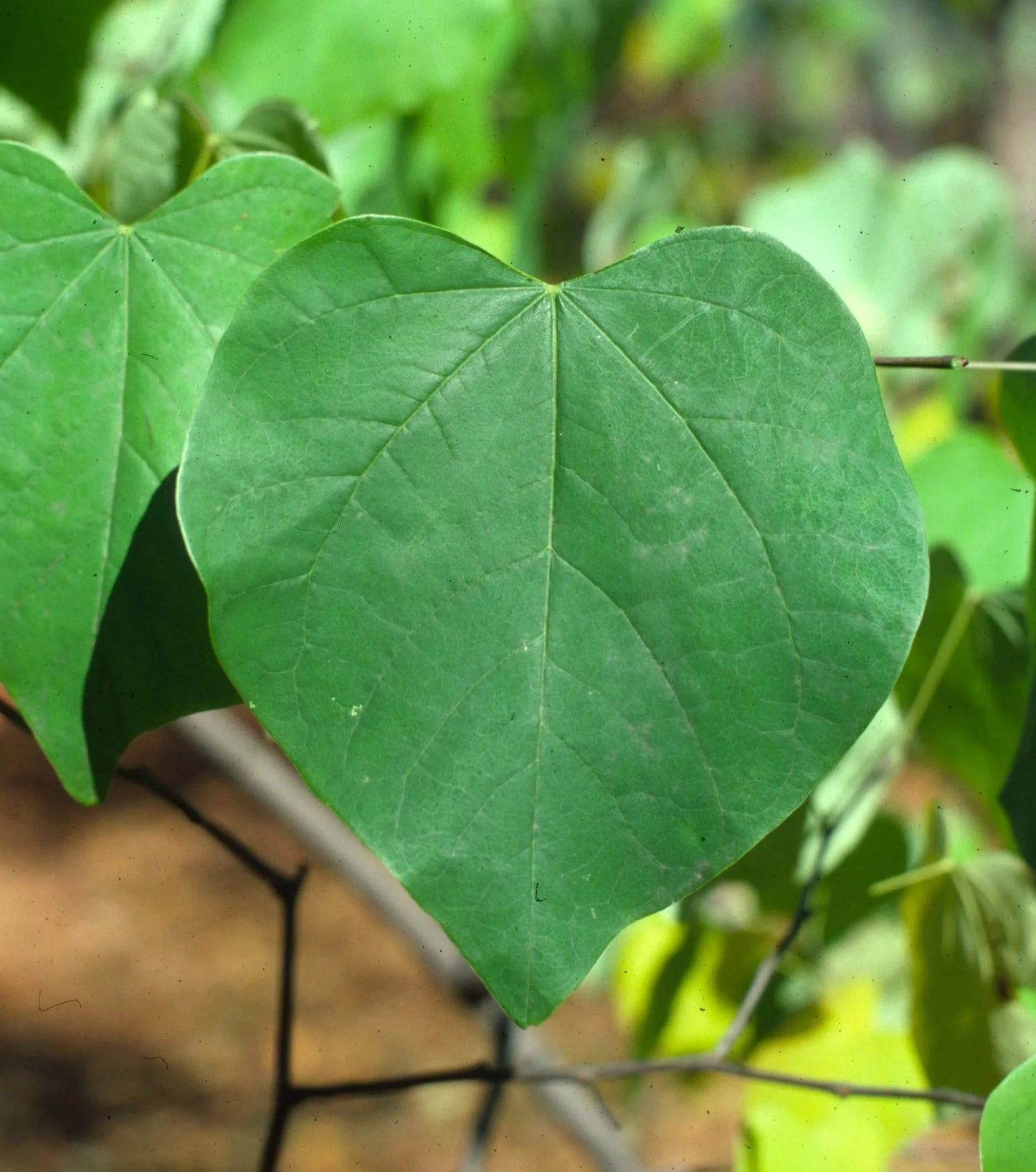 Cercis canadensis