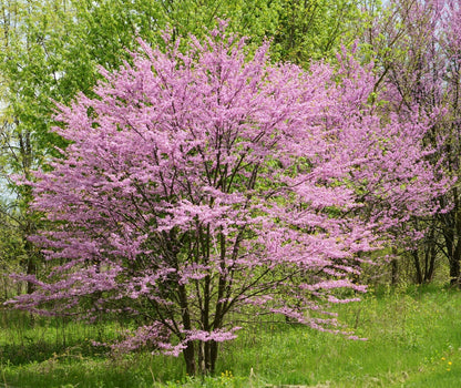 Cercis canadensis