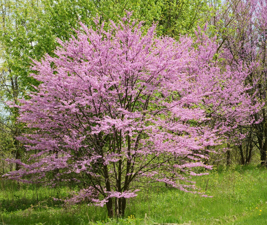 Cercis canadensis