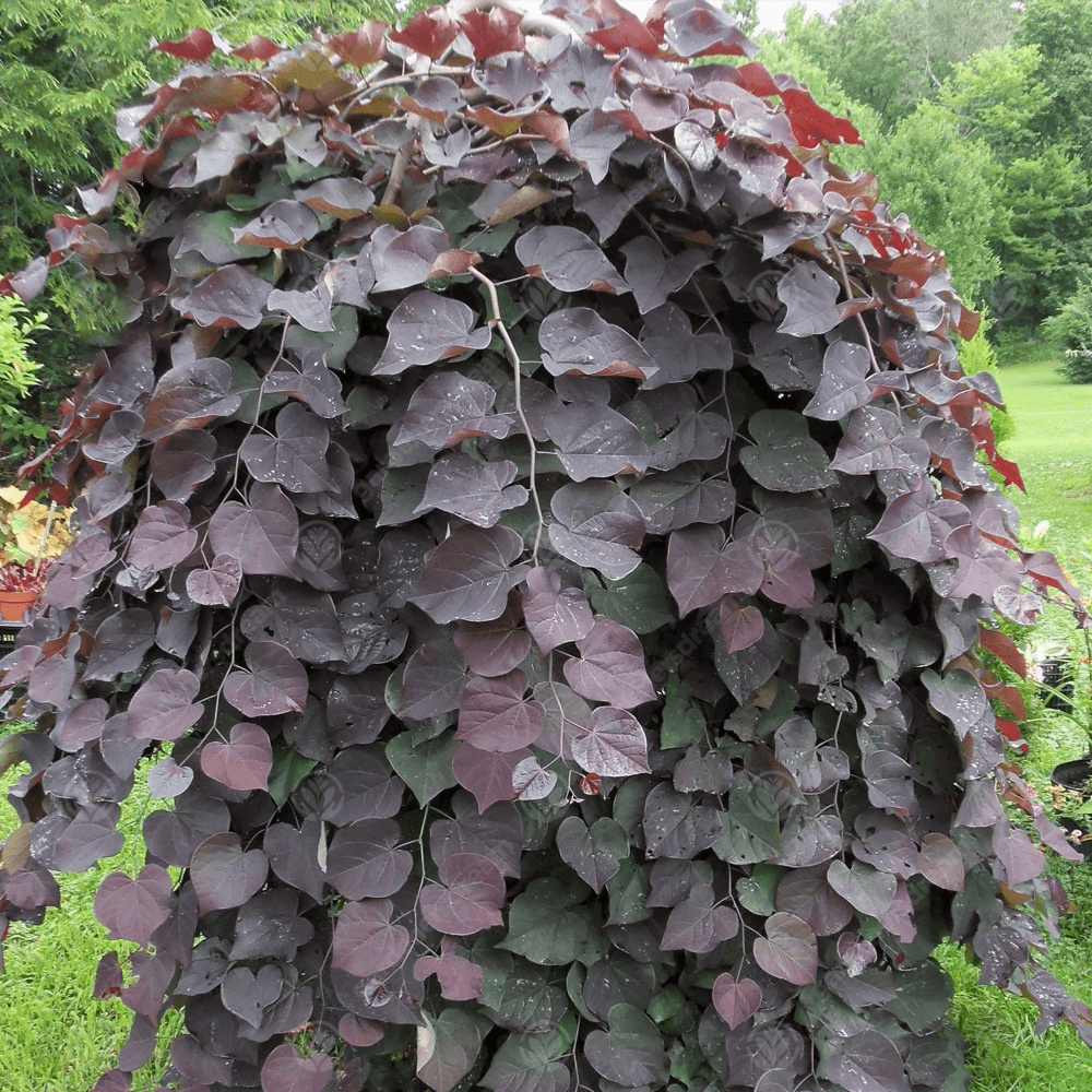 Cercis canadensis 'Ruby Falls'