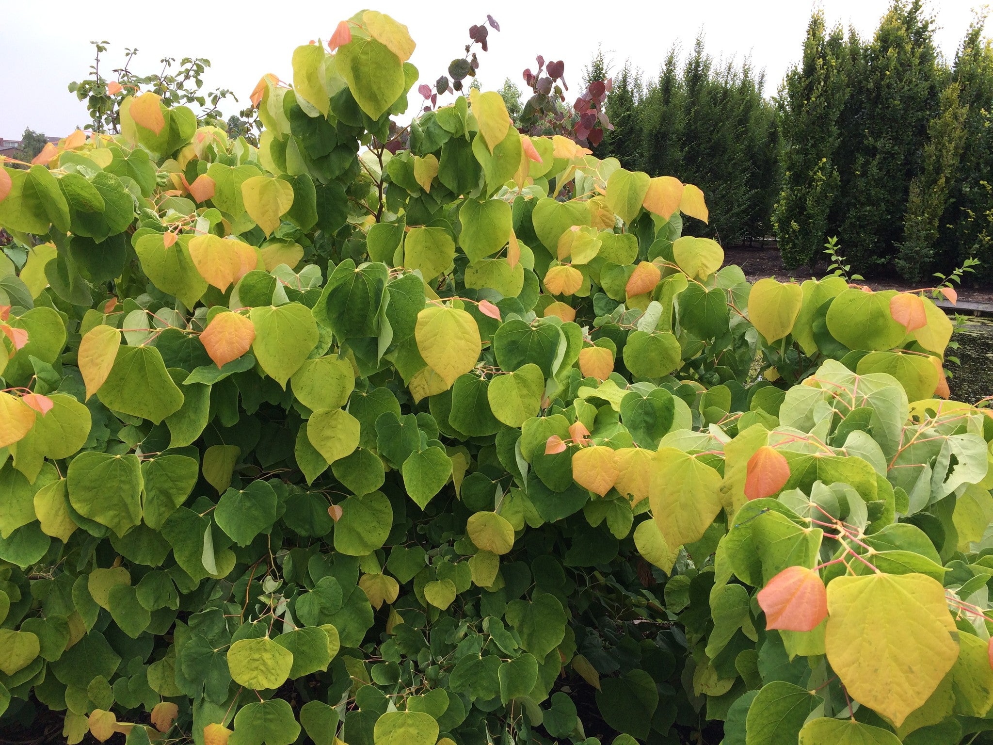 Cercis canadensis 'The Rising Sun' – Bunchberry Nurseries