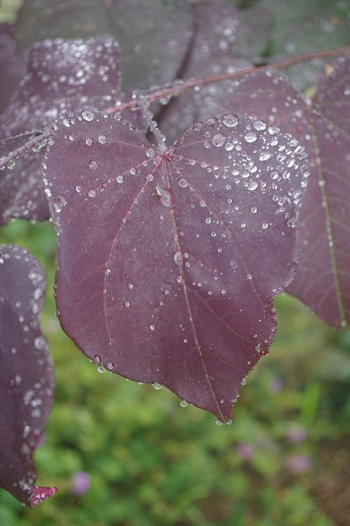 Cercis canadensis 'Burgundy Hearts'