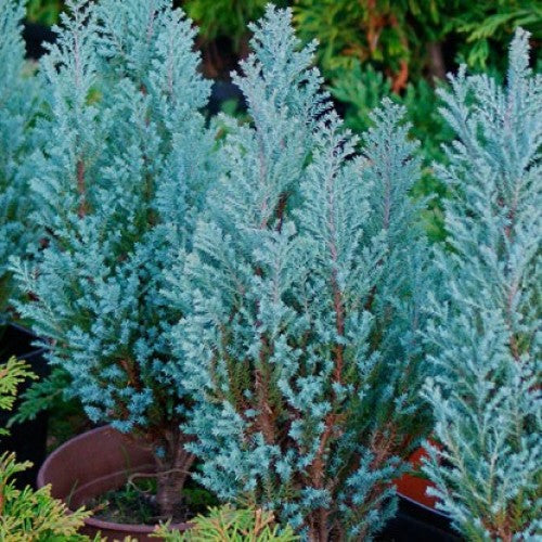 Chamaecyparis lawsoniana 'Blue Surprise'