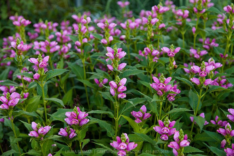 Chelone obliqua