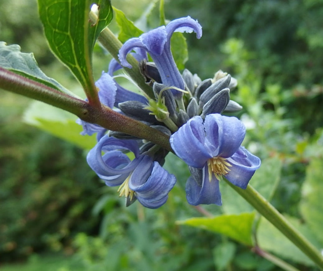 Clematis heracleifolia