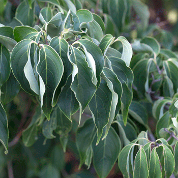 Cornus kousa 'Blue Ray'