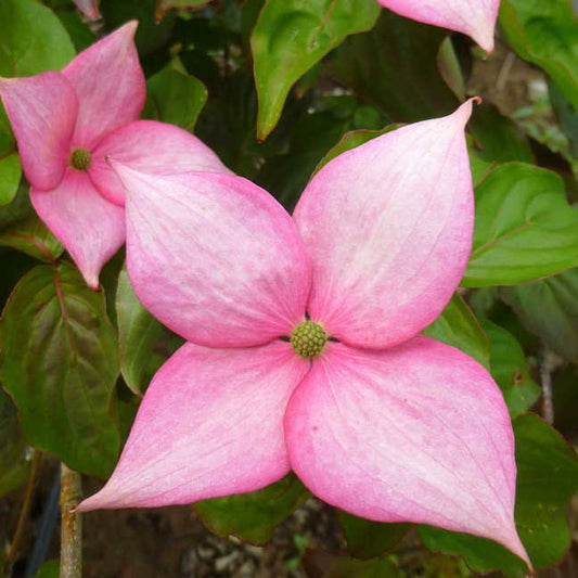 Cornus kousa 'Rosy Teacups'