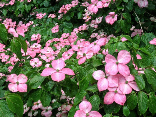 Cornus kousa 'Satomi'