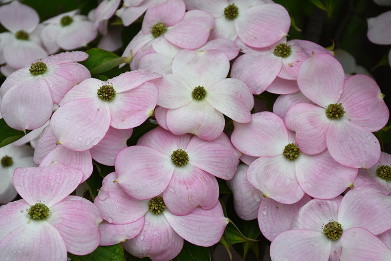 Cornus x 'Stellar Pink'
