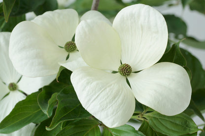 Cornus x 'Venus'