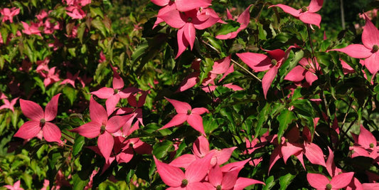 Cornus kousa 'Scarlet Fire'