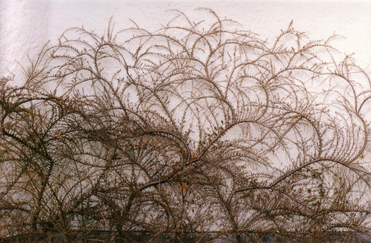 Cotoneaster horizontalis