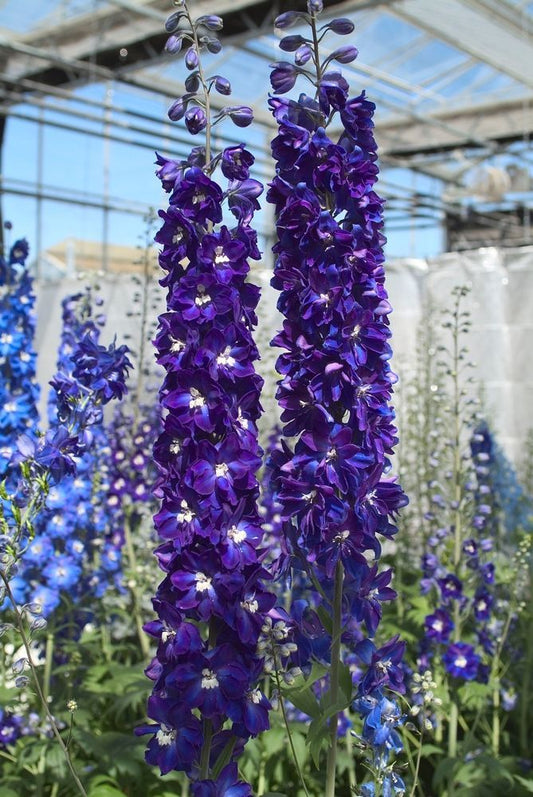 Delphinium elatum 'Aurora Deep Purple'