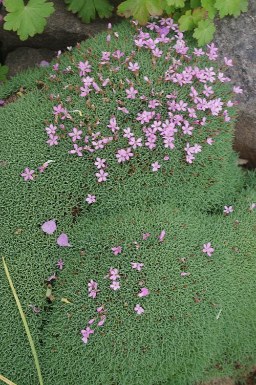 Dianthus erinaceous