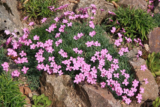 Dianthus 'La Bourbille'