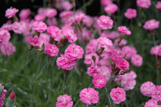 Dianthus gratianopolitanus 'Tiny Rubies'