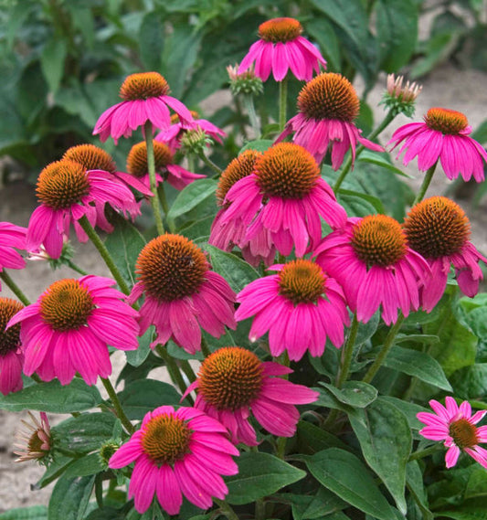 Echinacea purpurea 'Pow Wow Wildberry'