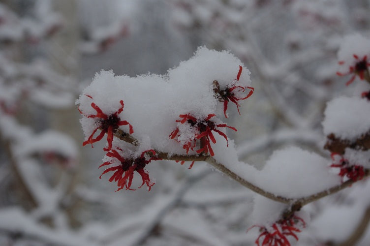 Hamamelis x intermedia 'Diane'