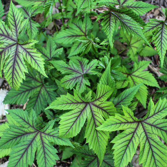 Filipendula 'Red Umbrellas'