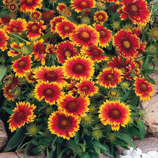 Gaillardia 'Arizona Sun'