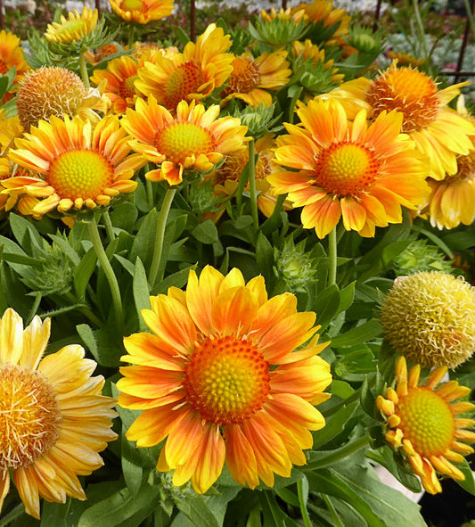 Gaillardia x grandiflora Mesa 'Peach'