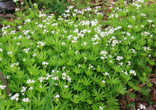 Galium odoratum