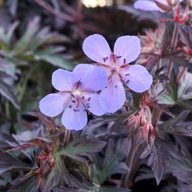 Geranium pratense 'Dark Reiter'