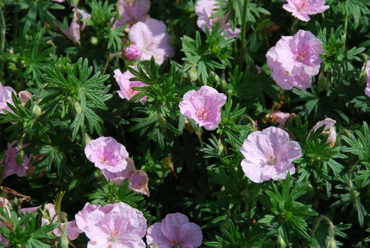 Geranium sanguineum 'Striatum'