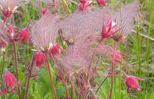 Geum triflorum