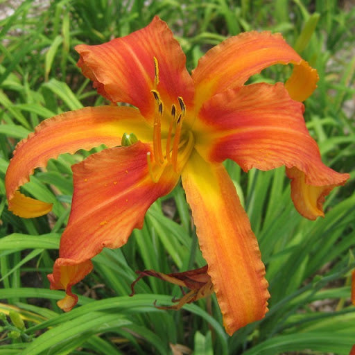 Hemerocallis 'Chesapeake Crablegs'