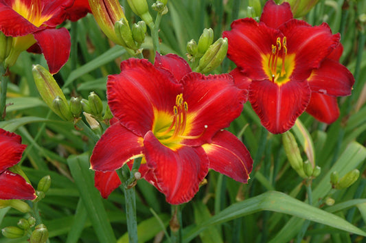 Hemerocallis 'Chicago Apache'