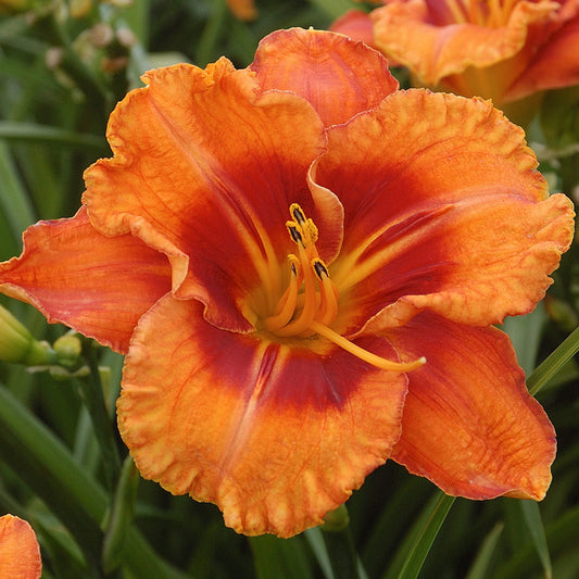 Hemerocallis 'Tigger'