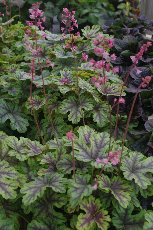 Heucherella 'Tapestry'