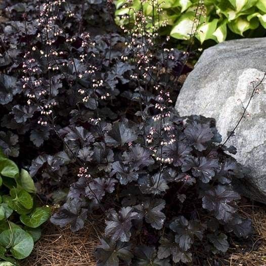 Heuchera 'Black Pearl'