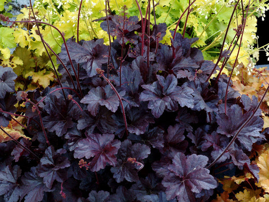 Heuchera 'Obsidian'