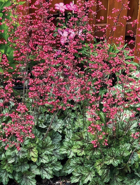 Heuchera 'Peppermint Spice'