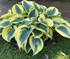 Hosta 'Autumn Frost'