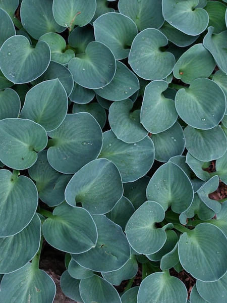 Hosta 'Blue Mouse Ears'