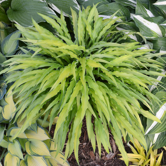 Hosta 'Curly Fries'