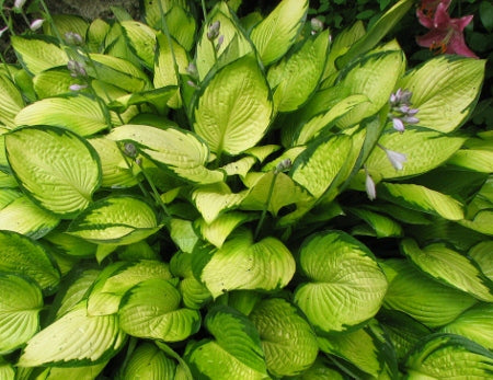 Hosta 'Gold Standard'
