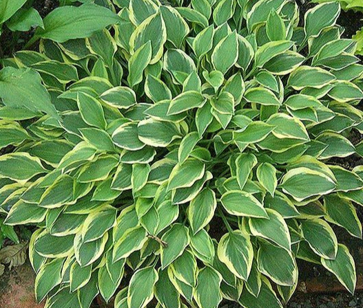 Hosta 'Hush Puppie'